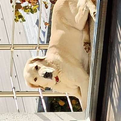 Suchmeldung-Dombi-Bild