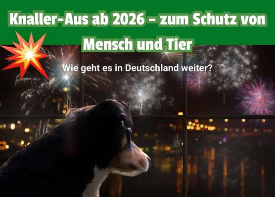 🎆🚫 Silvesterverbot in den Niederlanden! Was denkst du darüber?-Beitrag-Bild