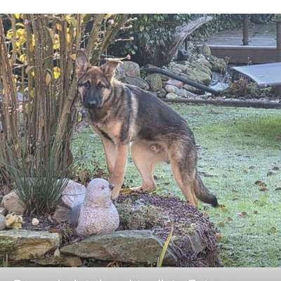 Suchmeldung-Kalle-Bild