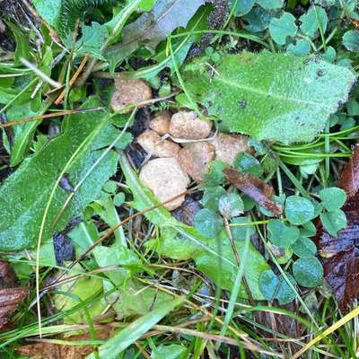 Giftköder-Vielleicht zwei Giftköder-Spots gefunden-Bild