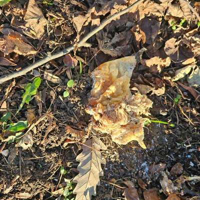 Giftköder-Giftköder/ Unbekanntes Tierfleisch-Bild