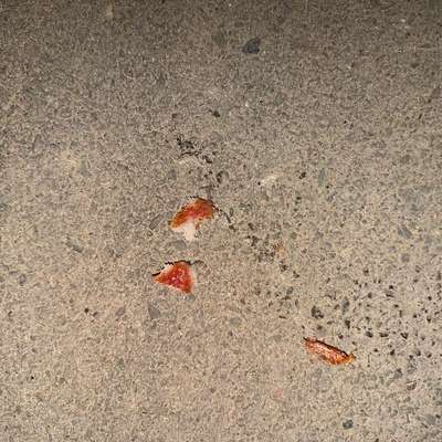 Giftköder-Giftköder Birkenzucker-Bild