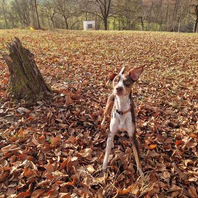 Suchmeldung-Chili-Bild