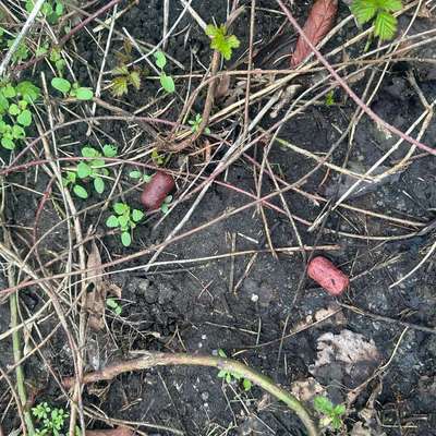 Giftköder-Giftköder-Bild