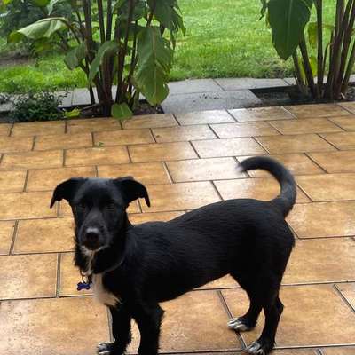 Suchmeldung-Püppi -Bild