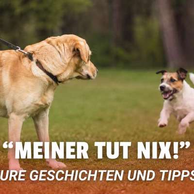 😬 „Der tut nix!": Eure schlimmsten Begegnungen & was ihr tun dürft-Beitrag-Bild