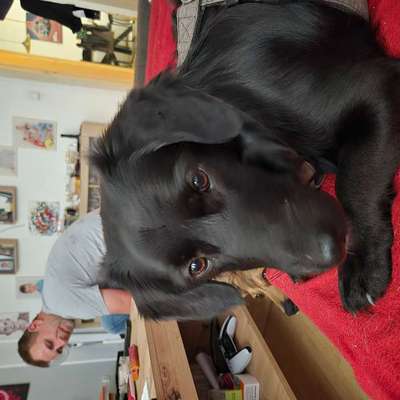 Suchmeldung-Nanchen-Bild