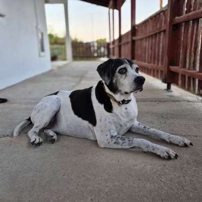 Suchmeldung-Hector-Bild