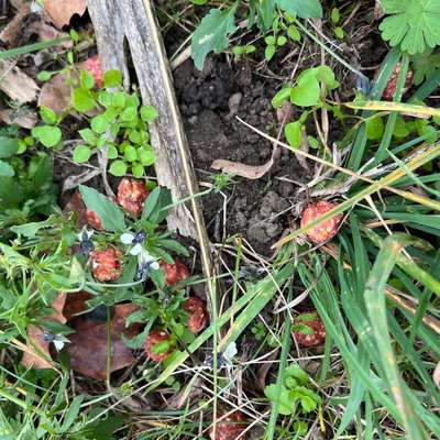 Giftköder-Vermutlich Rattengiftköder-Bild