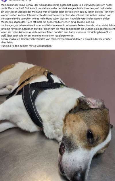 Giftköder-Vergifteter Hund-Bild