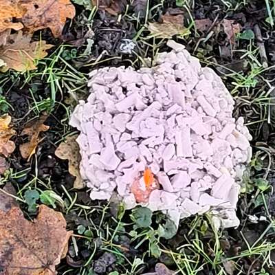 Giftköder-Achtung  unser "Baby"Hund hat Giftköder gefressen Samstag haben wir ihn erlösen müssen  🥺 -Bild