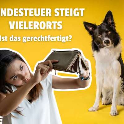 🐶💸 Hundesteuer steigt vielerorts – ist das gerechtfertigt?!-Beitrag-Bild