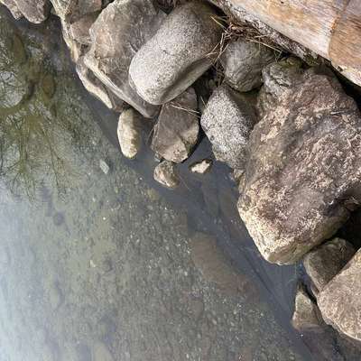 Giftköder-Biofilm am Ufer Sempach-Bild