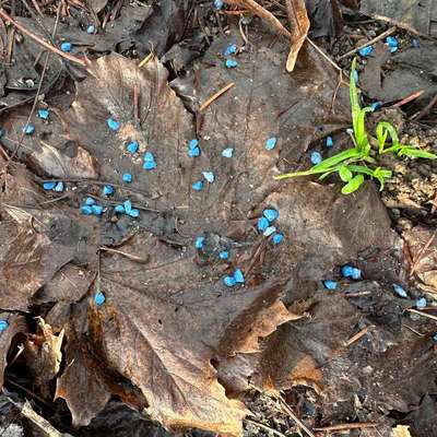 Giftköder-Gift-Bild