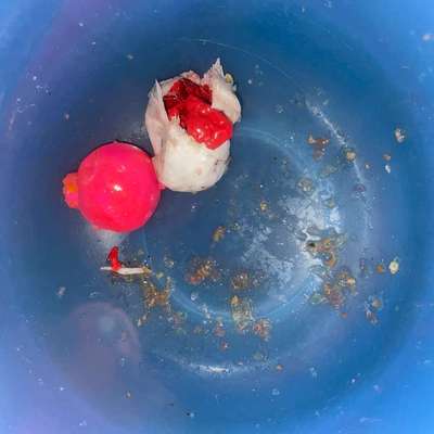 Giftköder-Eventueller Giftköder gefunden-Bild