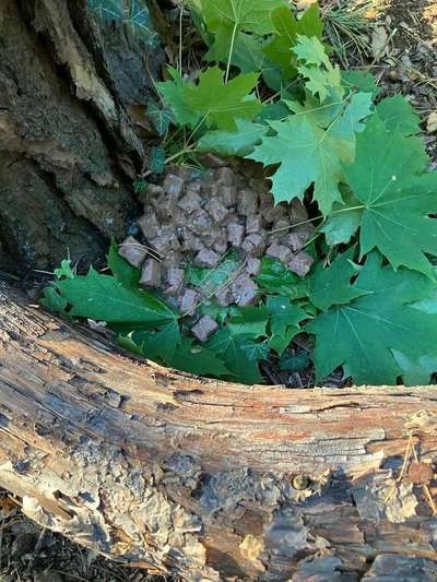 Giftköder-ausgelegtes Futter am Schlachtensee-Bild