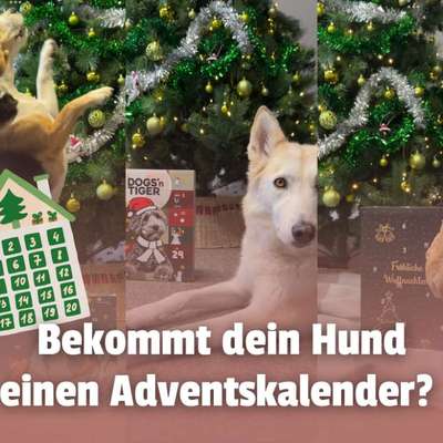 Bekommt dein Hund einen Adventskalender – oder ist das Quatsch? 🎄-Beitrag-Bild