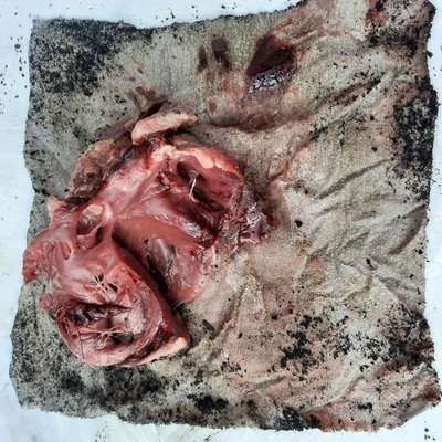 Giftköder-Schweineherz mit Nadeln-Bild