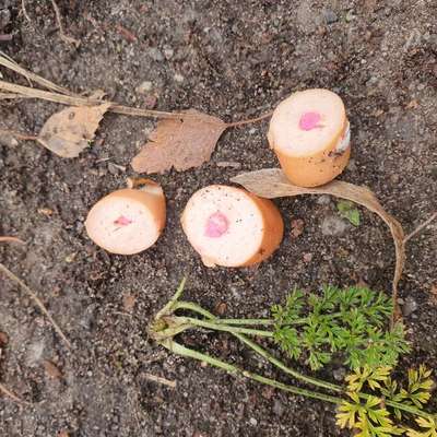 Giftköder-Giftköder-Bild