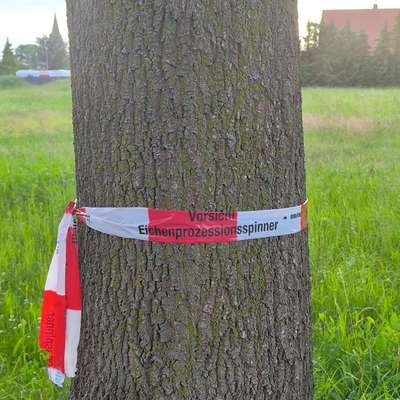 Giftköder-Eichenprozessionsspinner -Bild