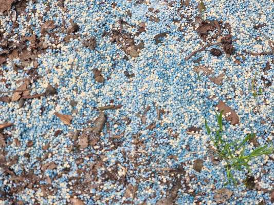 Giftköder-Blau- und cremefarbene kleine Kugeln-Bild