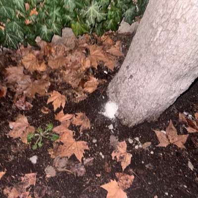 Giftköder-Weißes Pulver-Bild