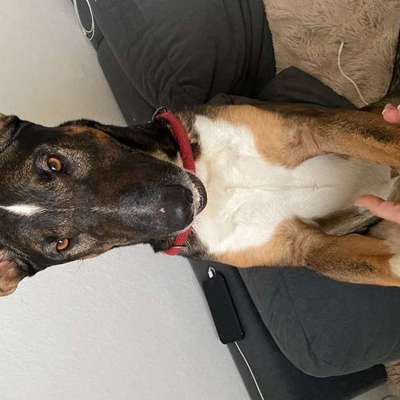 Suchmeldung-Rocky -Bild