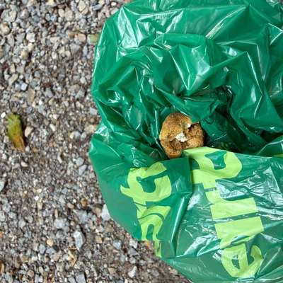 Giftköder-Leckerchen mit weißer Substanz befüllt -Bild