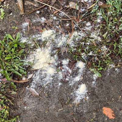 Giftköder-Weißes Pulver-Bild