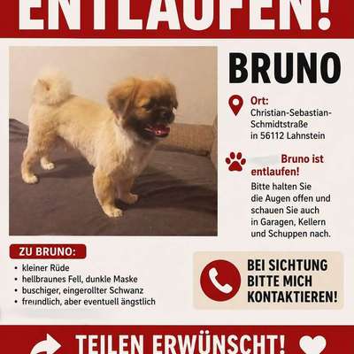 Suchmeldung-Bruno -Bild