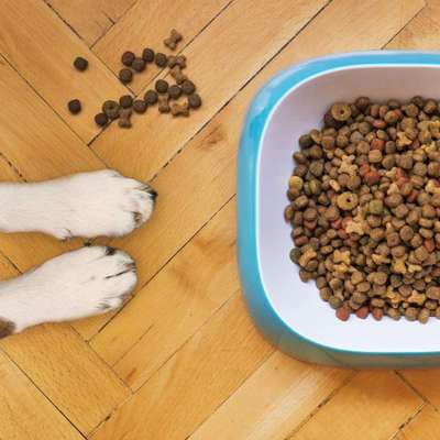 Titelbild Gruppe Hundeernährung