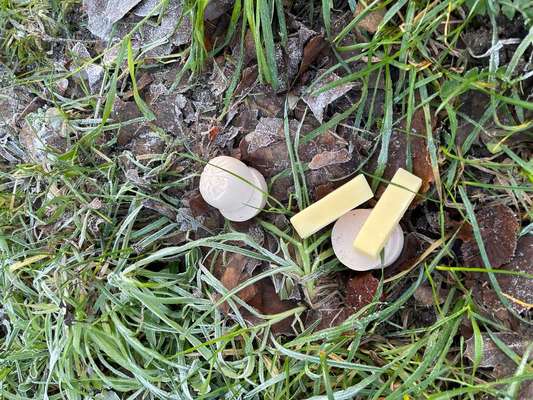 Giftköder-Vermeintliche Giftköder-Bild