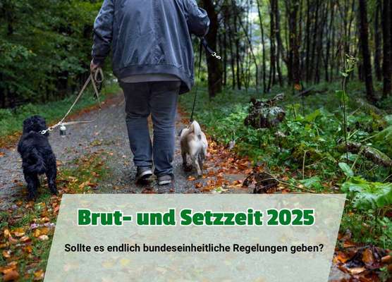 🐾 Brut- und Setzzeit 2025 – Wieso halten sich so viele Hundehalter:innen nicht dran? 🐾-Beitrag-Bild