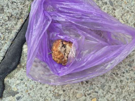 Giftköder-Fleischklöschen mit Nägel-Bild