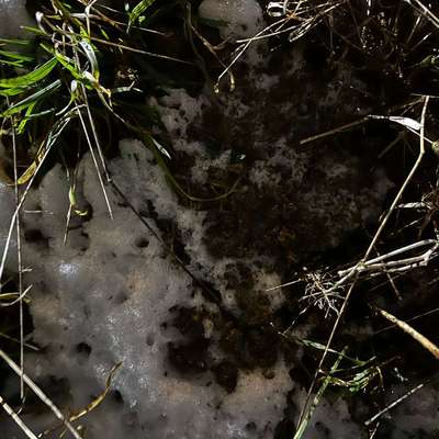 Giftköder-Giftköder (Marihuana mit Zucker)-Bild
