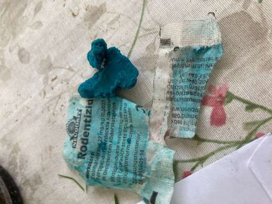 Giftköder-Rattengift -Bild