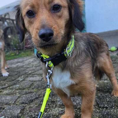 Suchmeldung-Anila-Bild