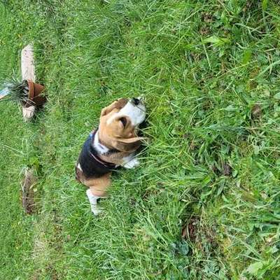 Suchmeldung-Billy-Bild