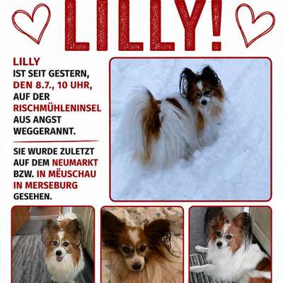 Suchmeldung-Lilly-Bild