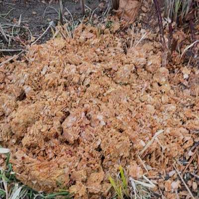 Giftköder-Giftköder -Bild