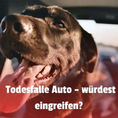 🚗 Hund im heißen Auto – was würdest du tun?-Beitrag-Bild