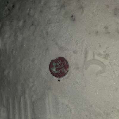 Giftköder-Giftköder, möglicherweise -Bild