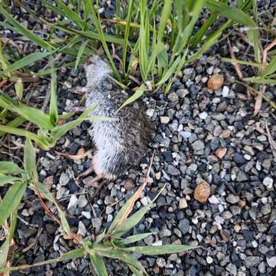 Giftköder-Tote Maus vermutlich mit Giftköder-Bild