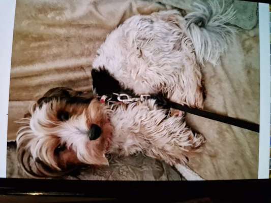 Suchmeldung-Max-Bild