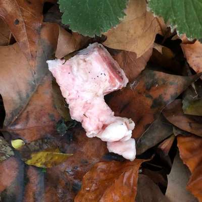 Giftköder-Möglicher Giftköder-Bild