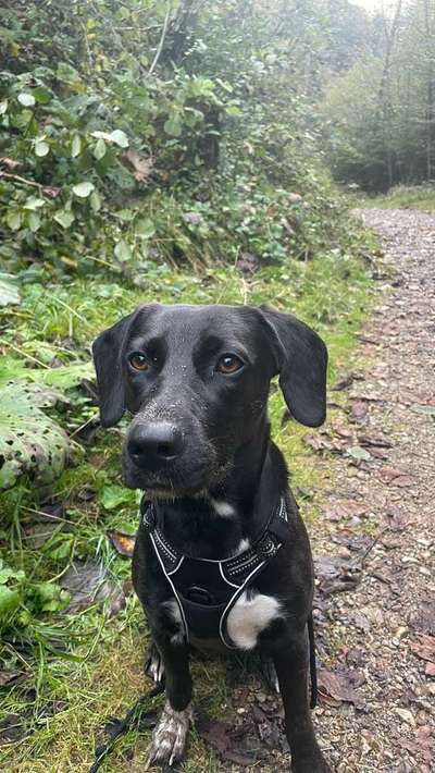 Suchmeldung-Frieda-Bild