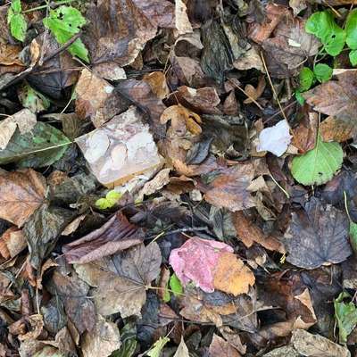 Giftköder-Giftköder ?-Bild