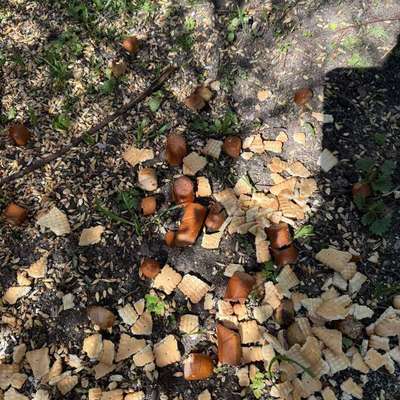 Giftköder-Mögliche Giftköder-Bild