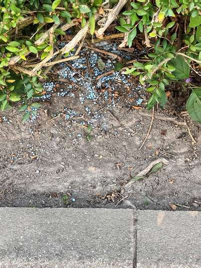 Giftköder-Schneckenkorn-Bild