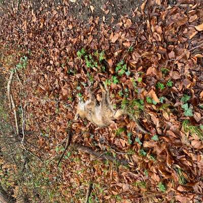 Giftköder-Toter Fuchs-Bild